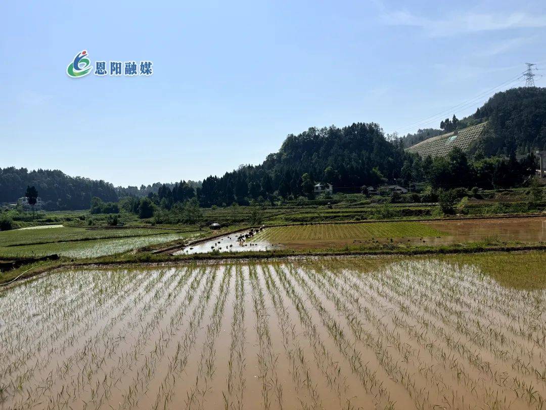 据了解,今年以来,明阳镇共发展水稻14136亩,涉及18个村(社区),预计年