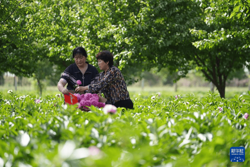 河北柏乡：鲜切花产业富农家(图1)