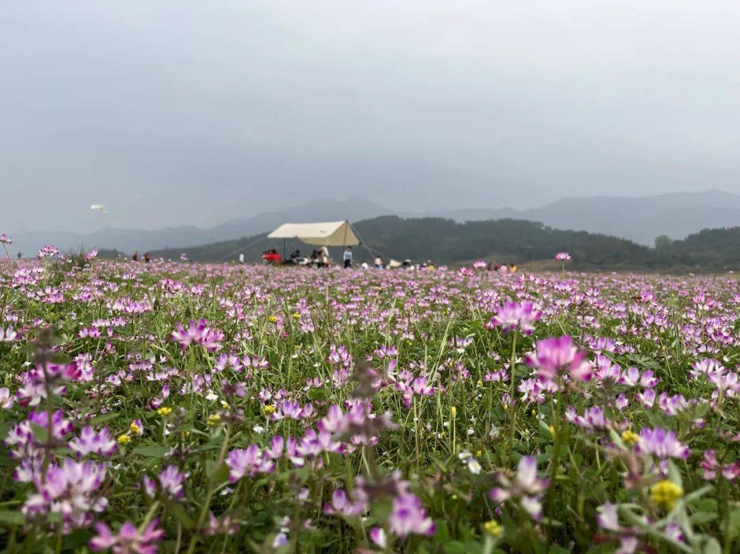 桂林可以期待一个世界级的花海吗?