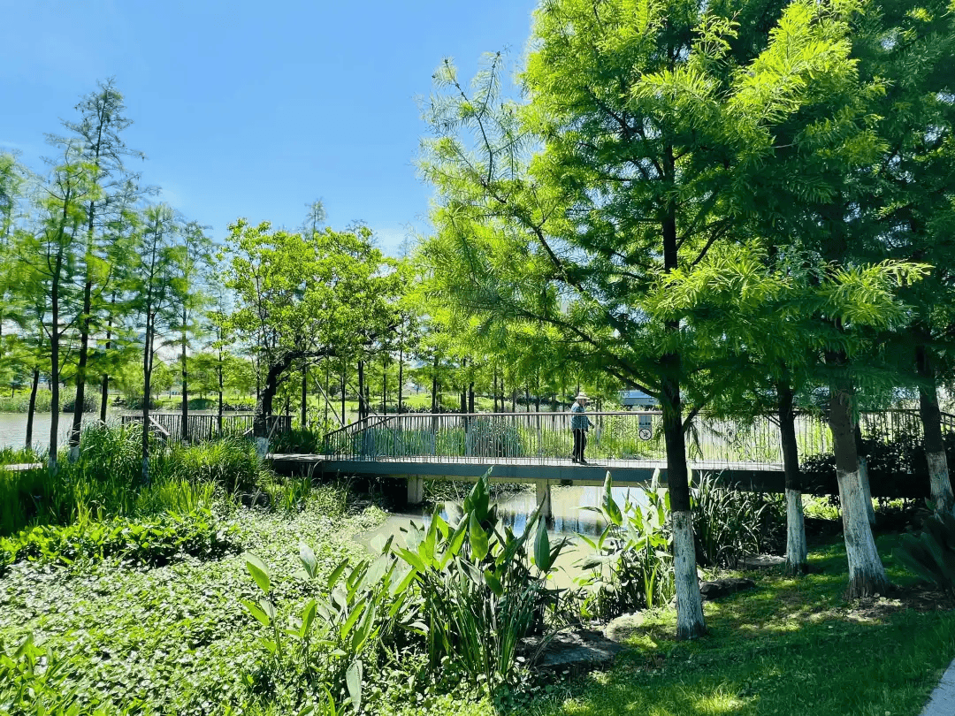 宁波这个新公园,一期建成开放!位置在这里→_明湖_建设_电视