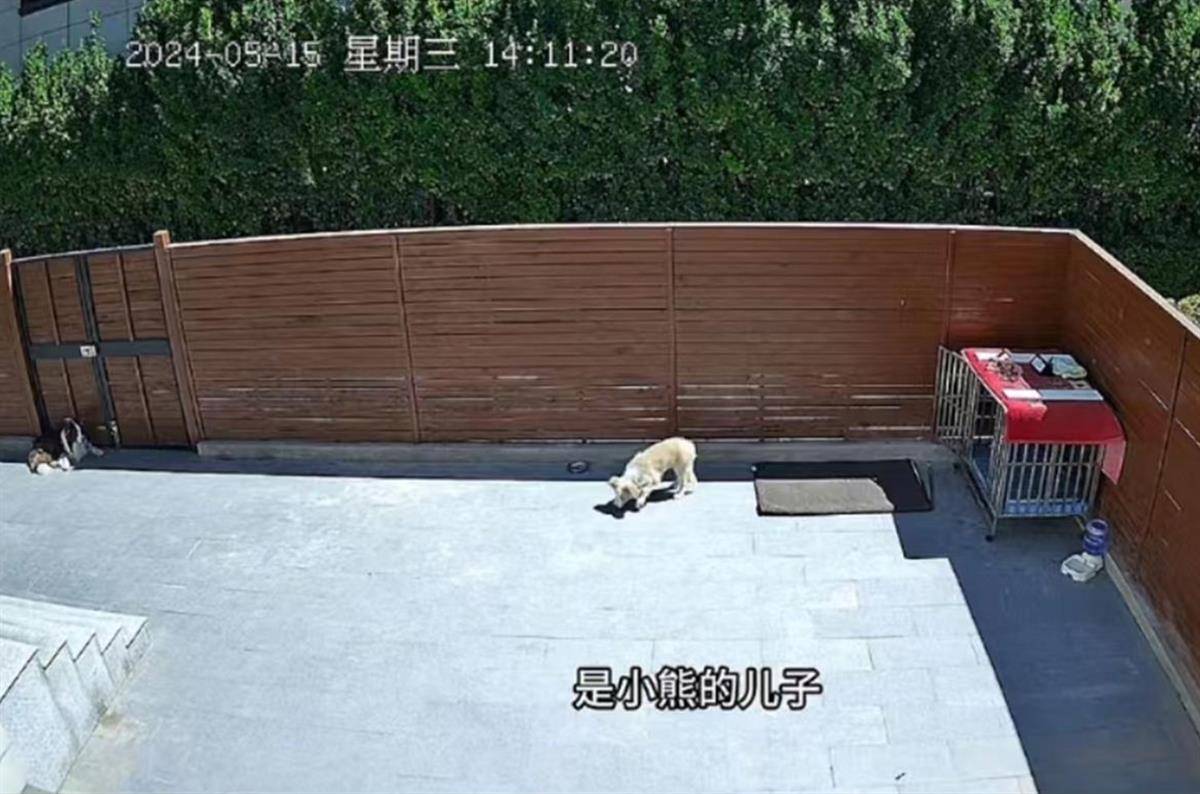 廊坊男子两只宠物犬被人隔墙毒死，当事人：搬来才1天，嫌疑人疑为邻居