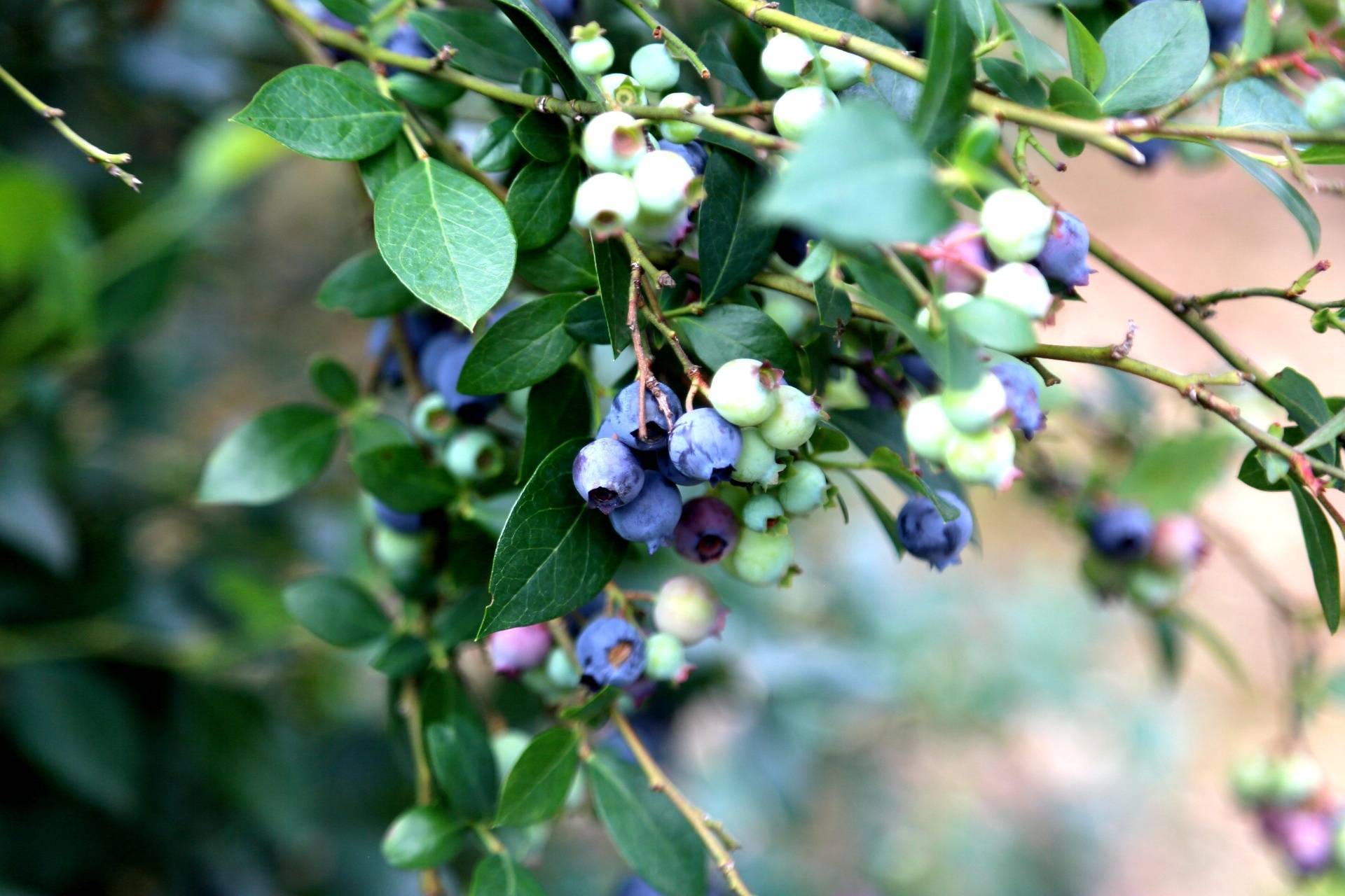 贵州平塘:到卡蒲亮寨邂逅"蓝颜知己"