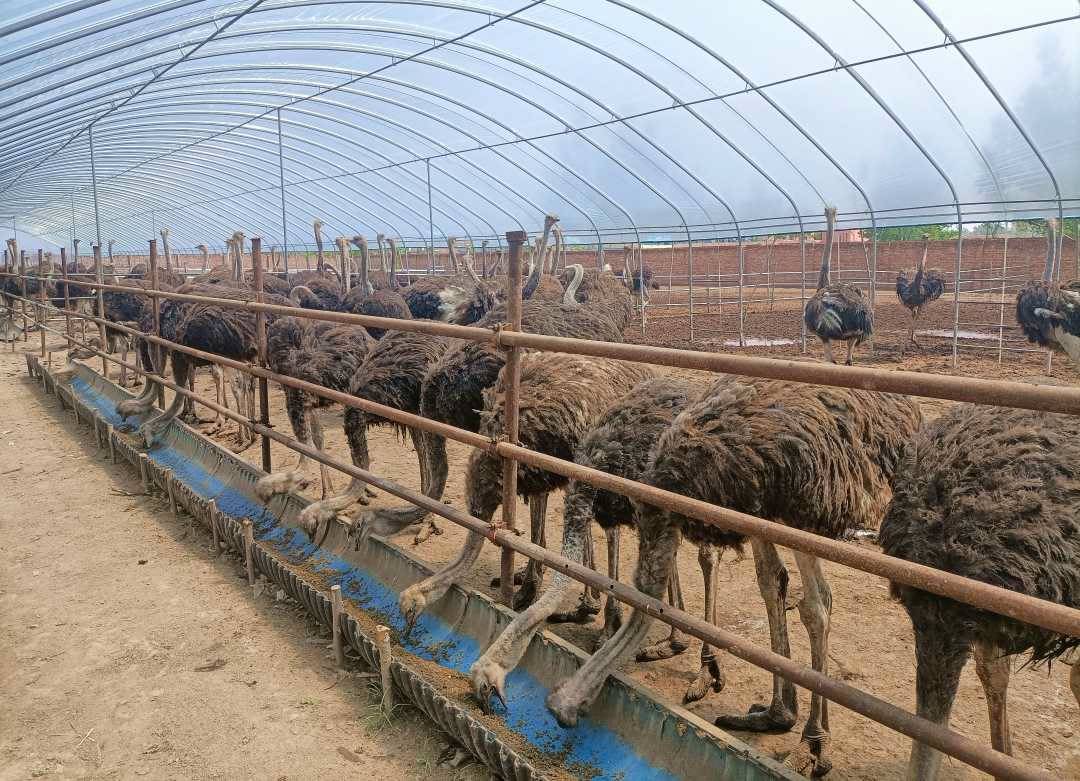 中国最大的鸵鸟养殖场图片