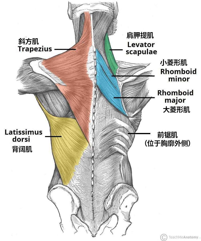 背部肌肉群图解图片