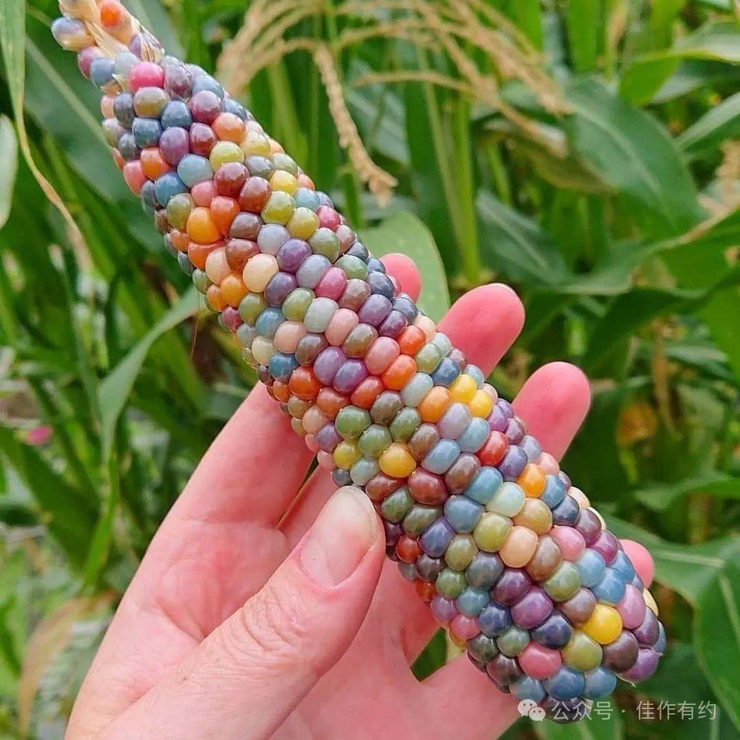 色彩缤纷的玉米