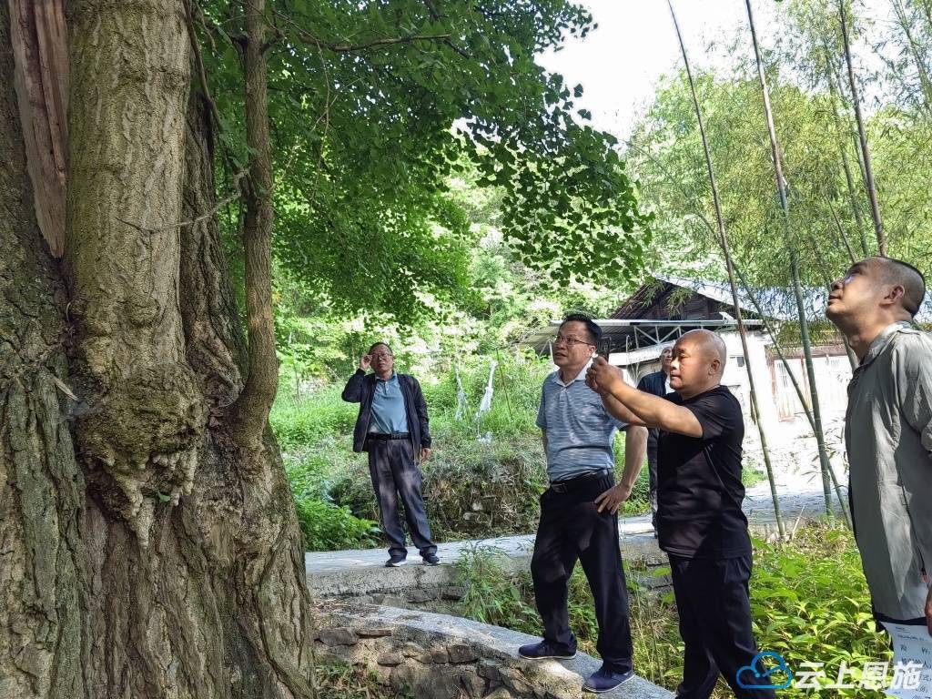 樟木头镇百果洞村图片