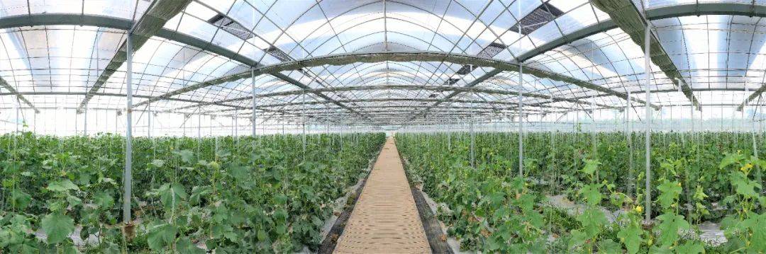 "瓜农袁俊峰说,他家最早熟的一个棚,上周瓜就卖完了.