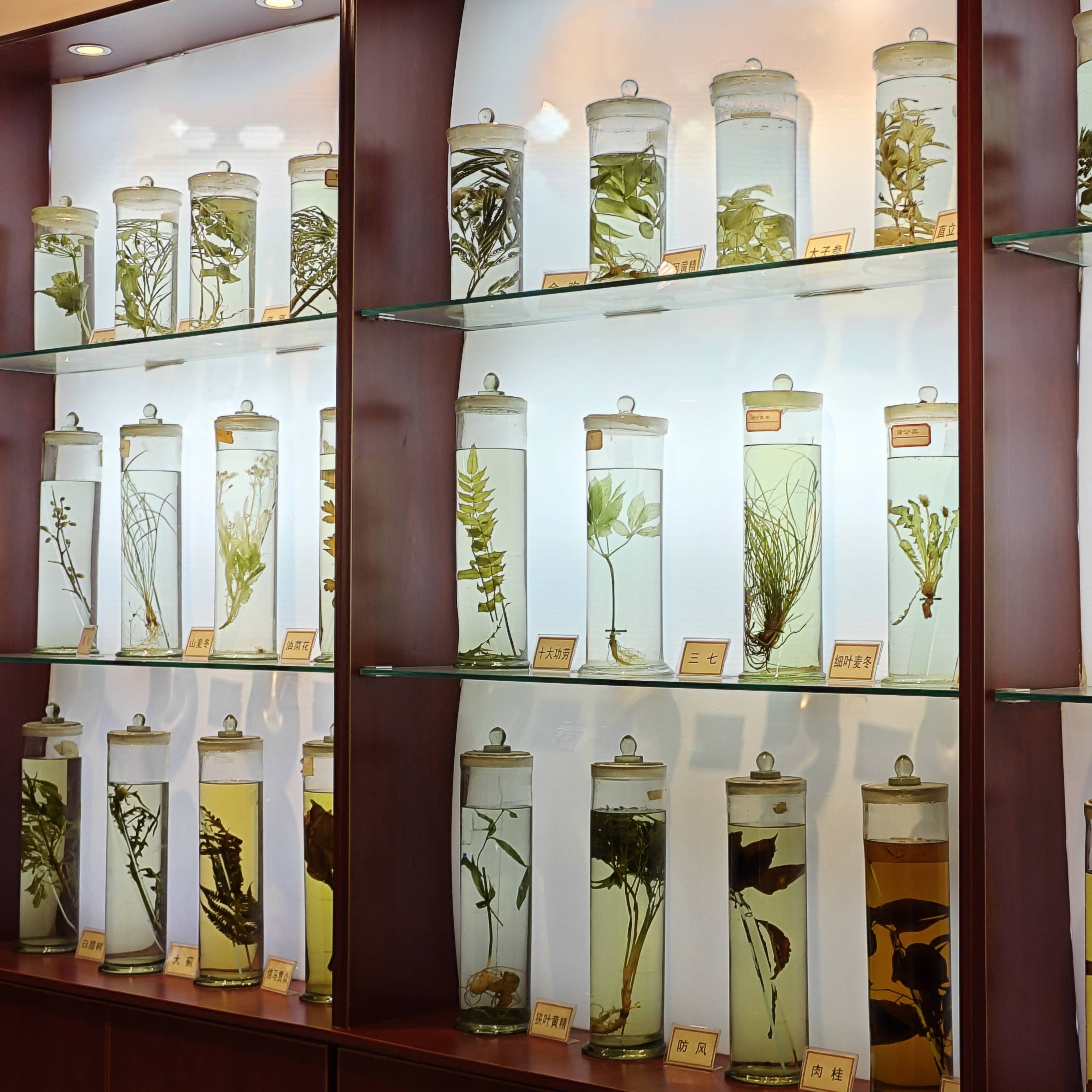 打卡山东高校宝藏博物馆:山东省中医药大学山东省中医药博物馆