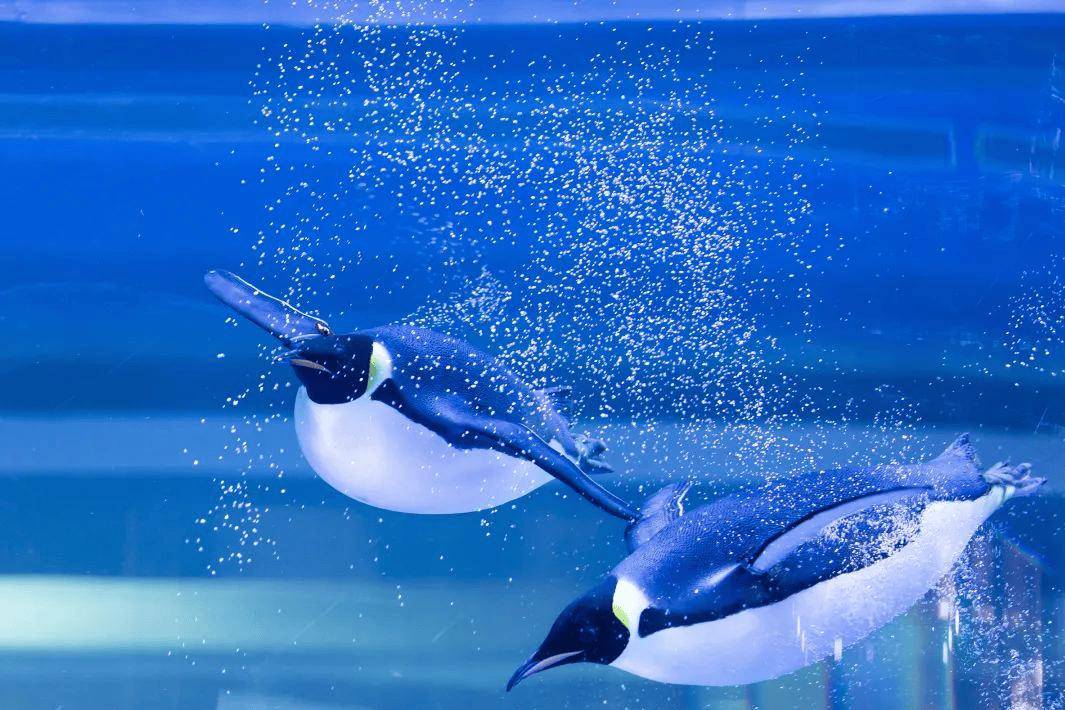 "企鹅超级碗"内近百只企鹅畅游其间!