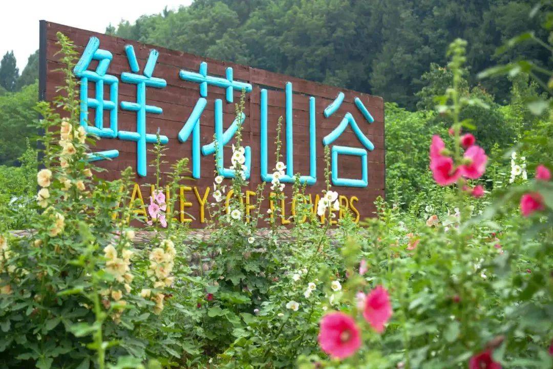 鲜花山谷↓↓↓最高可享五折优惠~倾情献上系列文旅惠民"礼包"金堂县