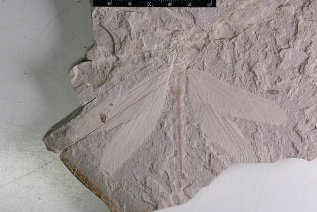 内蒙古发现优美蜓科完整化石 距今1.65亿年
