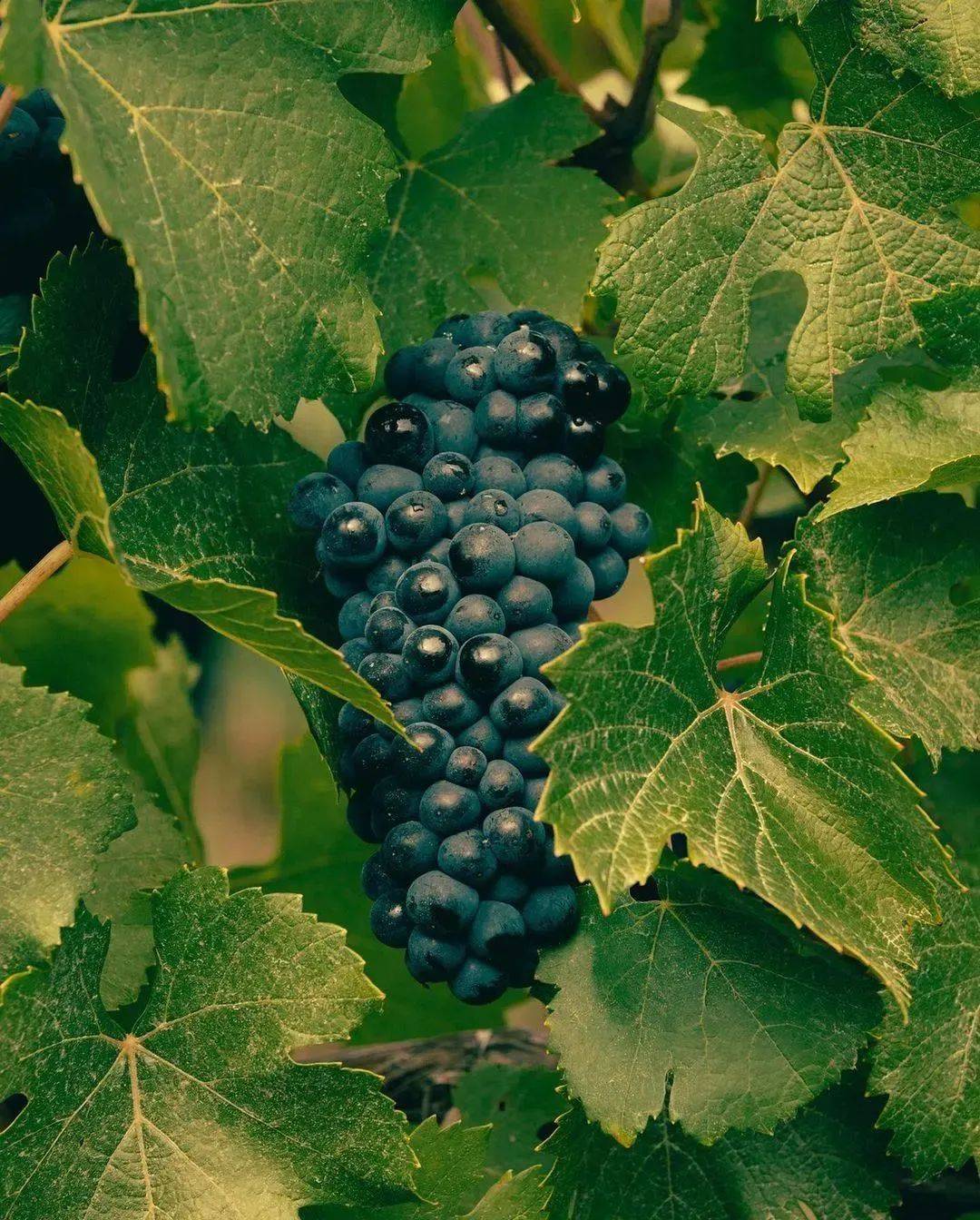 2024 展商介绍|champagne veuve clicquot