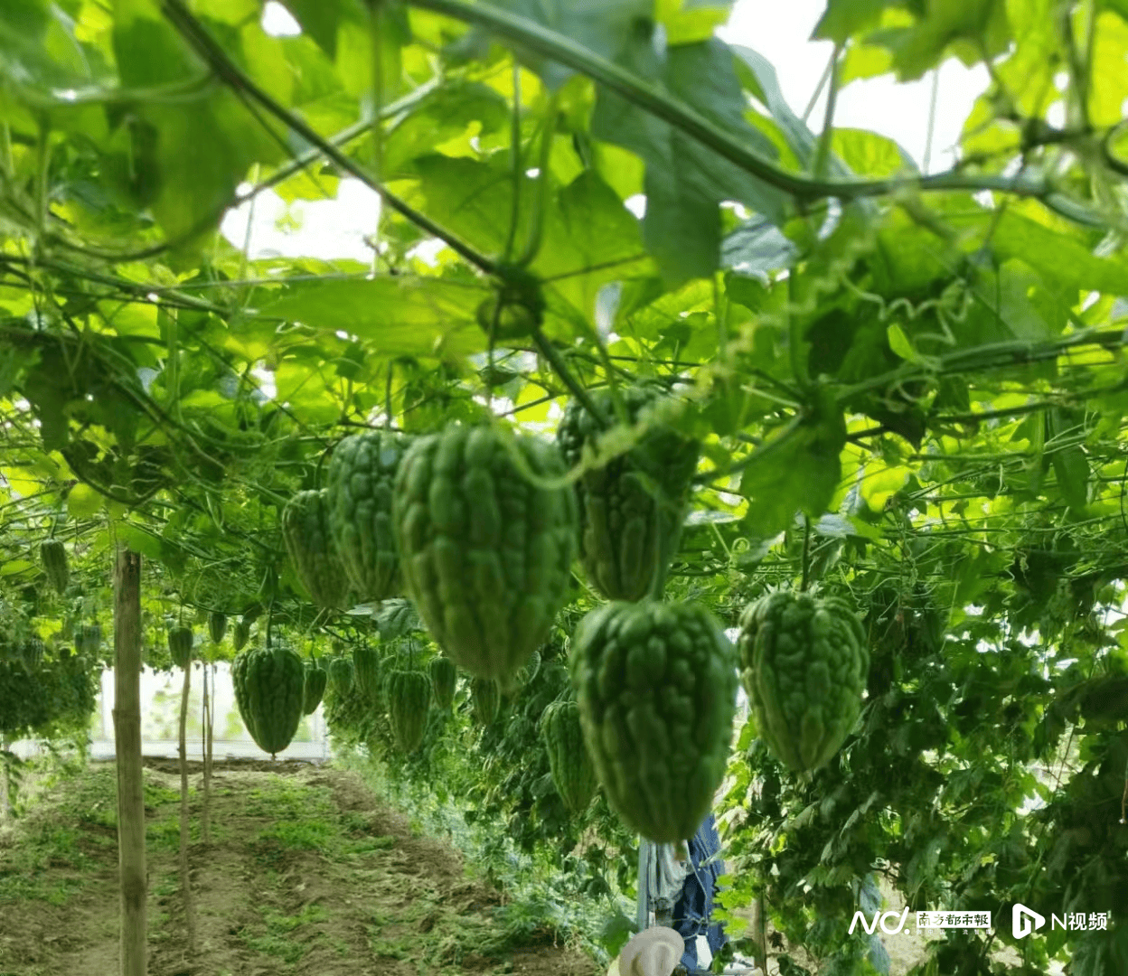 第七届"杜阮凉瓜王"评比活动5月24日上午举行