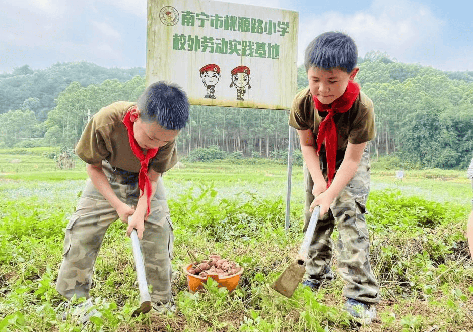 劳动最光荣在实践环节中,队员们兴致勃勃地用小锄头挖,用手捡,用小