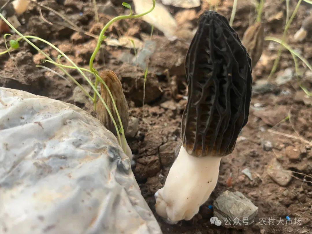今日播出|小小羊肚菌 致富主力"菌"_种植_瑞通_宏达