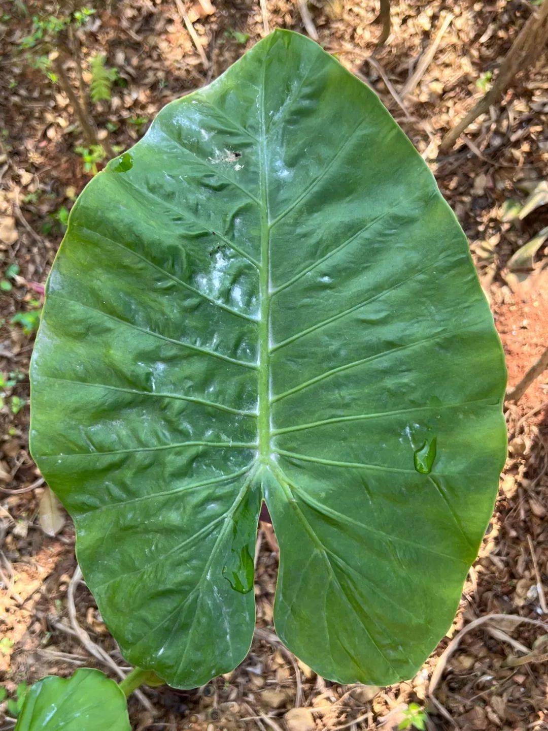 教你快速辨别芋和海芋