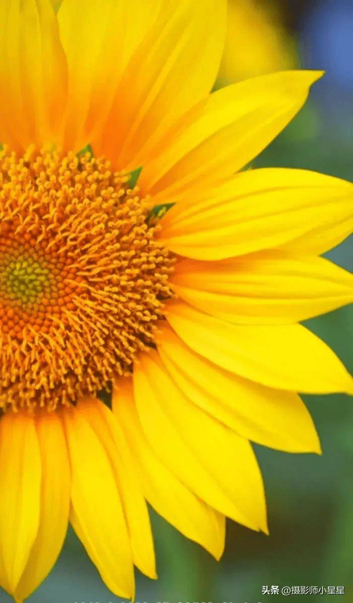 向日葵拍照指南,这么拍就对了!0元秒出大片