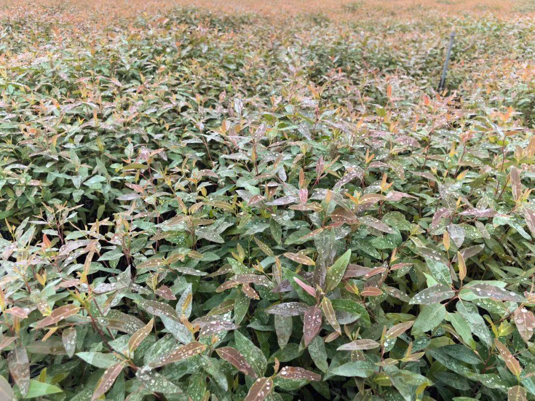 【新闻发布】普洱市《桉树速生丰产林培育技术规程》成功发布