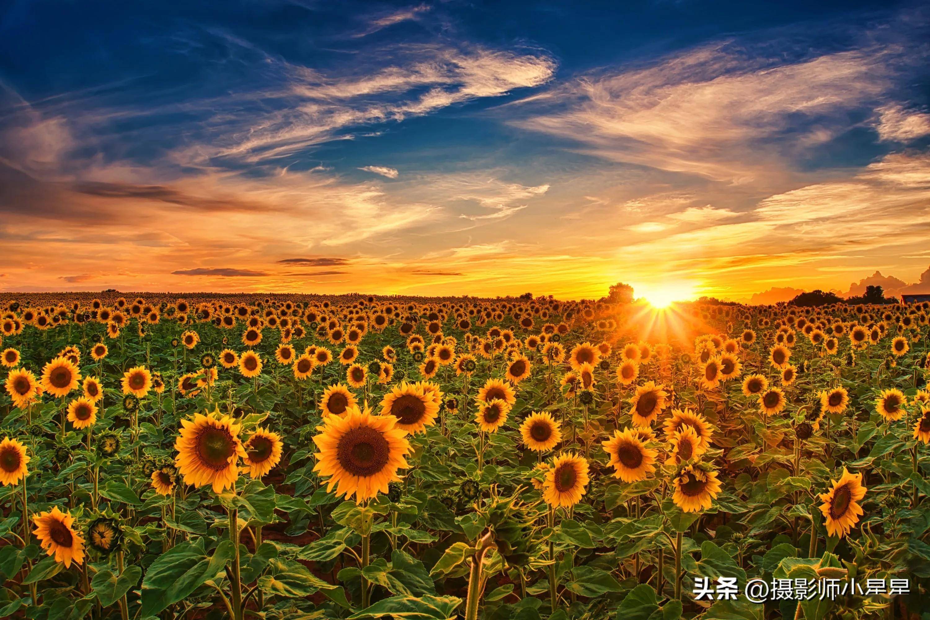 向日葵拍照指南,这么拍就对了!0元秒出大片