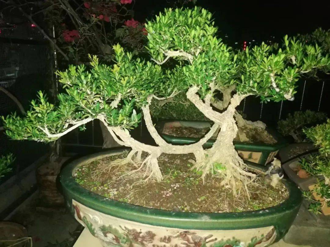 【万川情缘】品茶赏景 吟诗作赋_poetry_黄杨_盆景