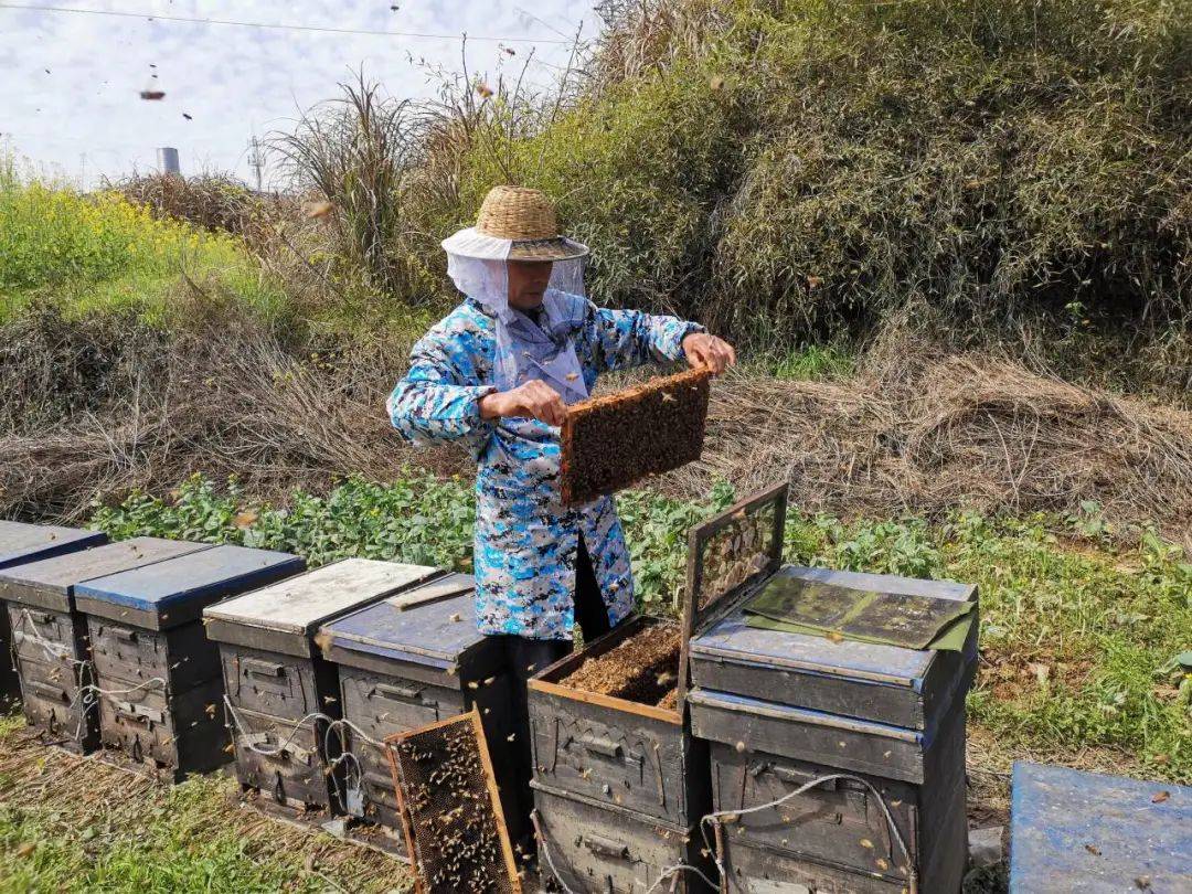 小蜜蜂大作为 ——看浙江蜂产业如何乘"蜂"破浪_养蜂_全国_江山