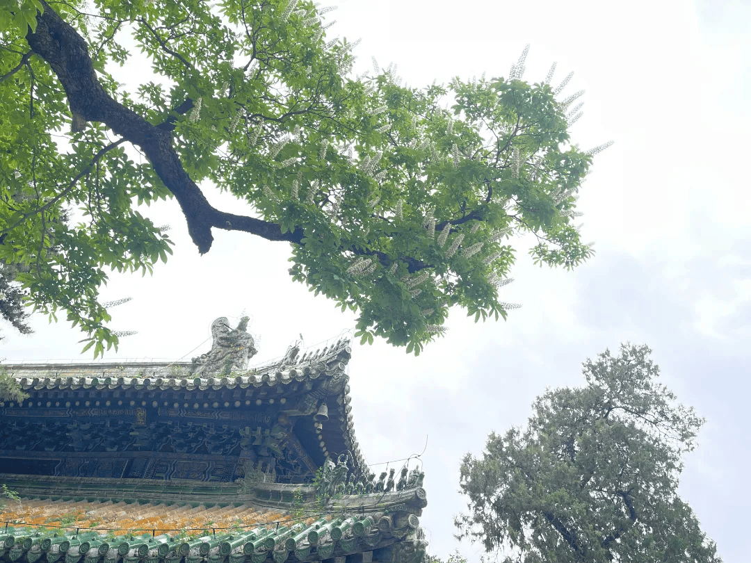 门头沟潭柘寺:娑罗花开,古刹禅意盎然