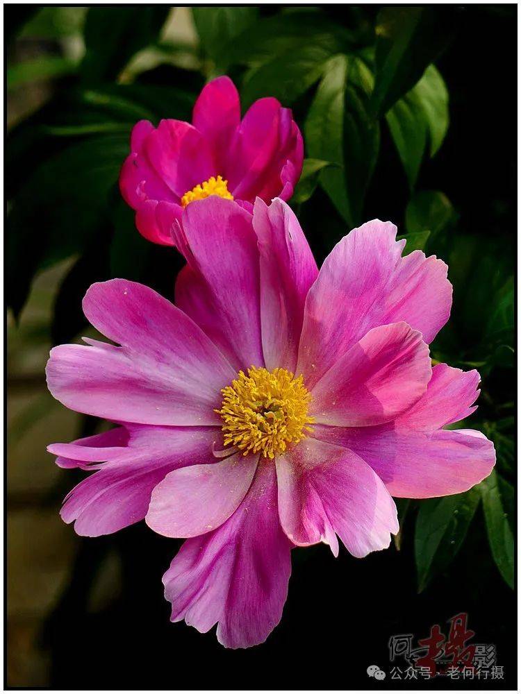 从摄影角度我更喜欢拍摄单瓣花,最主要的原因是单瓣花透光性强于重曝