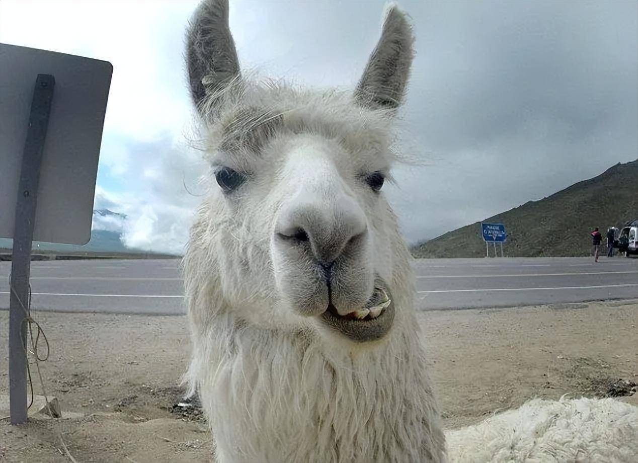 羊驼是秘鲁"会走路的黄金"?羊驼学习海上冲浪,一口口水3米远