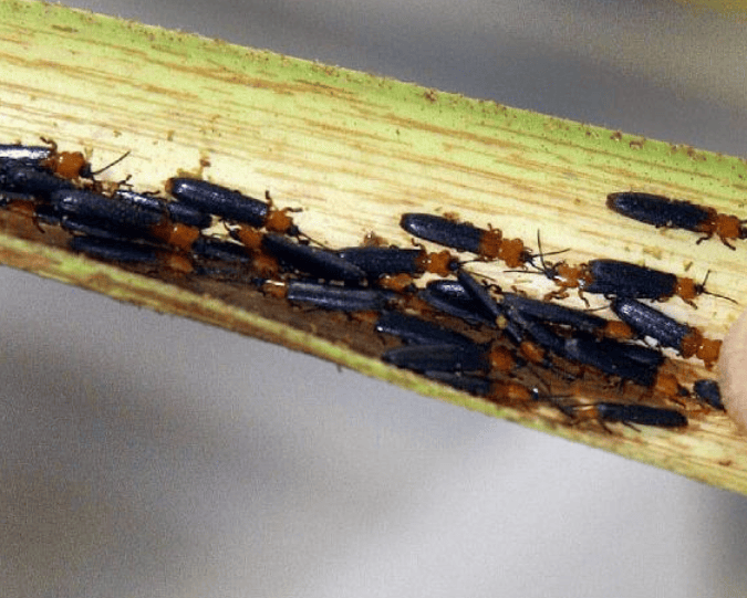 防范外来物种入侵丨椰心叶甲_幼虫_危害_展开的