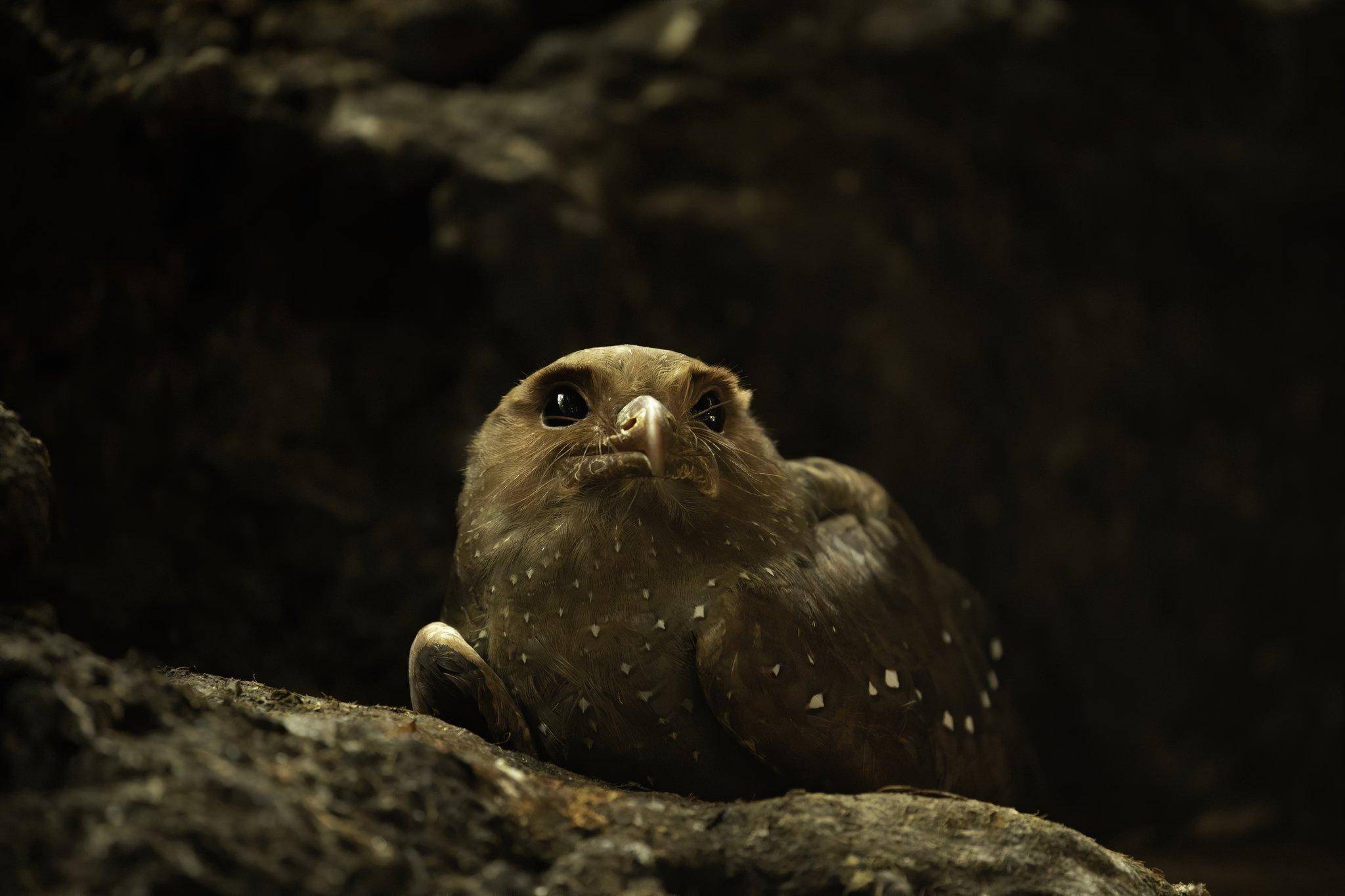 "南美大隧道"里发现油鸱,尽管只吃素,还是被印第安人拿来炼油