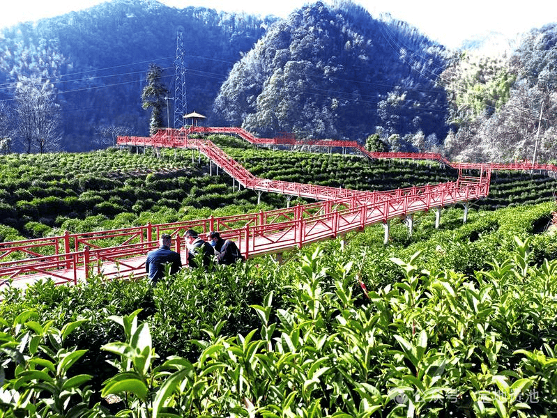 霄坑绿茶区域公用品牌价值突破10亿元