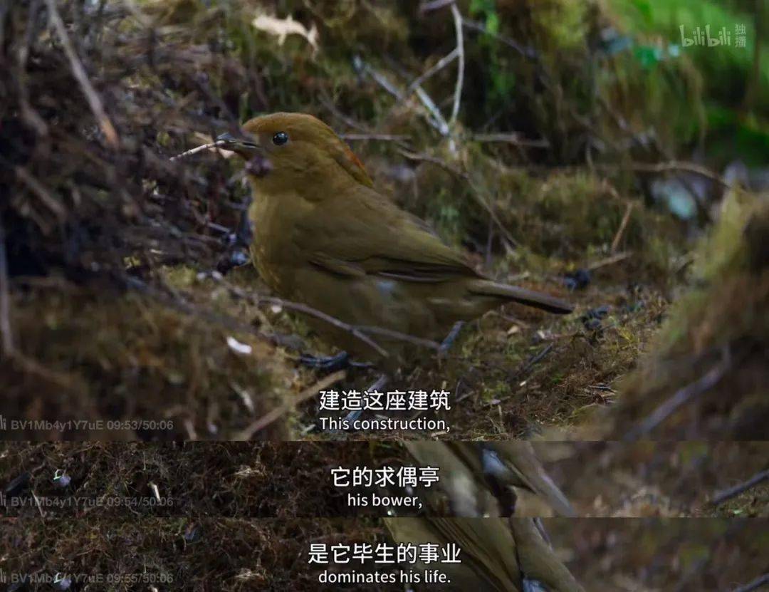 想上网找点刺激的恋爱,结果搜到了