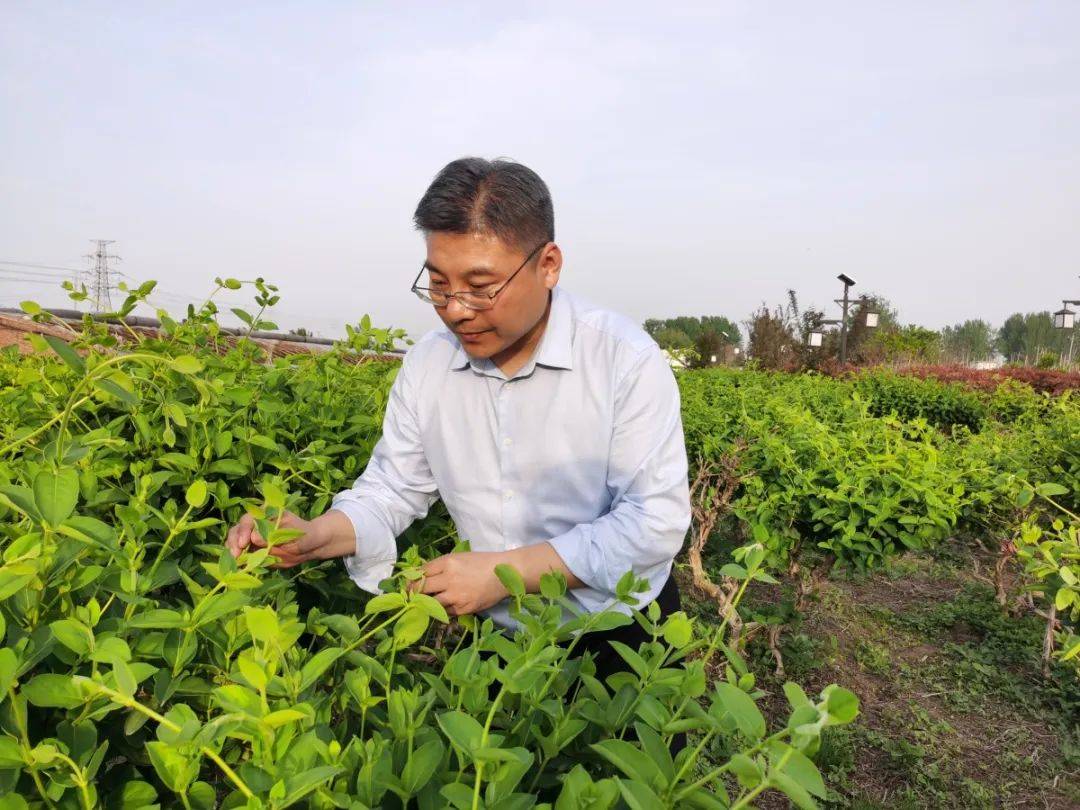 封丘金银花开出特色产业"经济花" | 河南省县区经济新力量