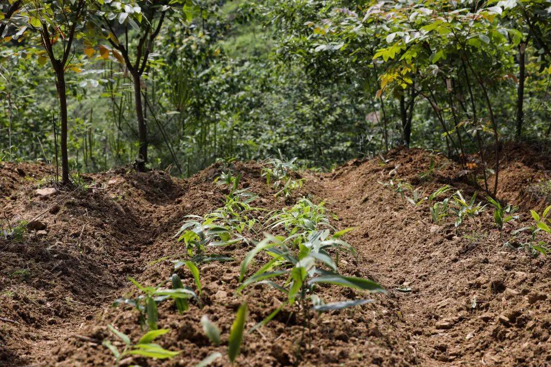 乡村行61看振兴丨绥阳:30余万亩金"药"匙打开致富门_种植_发展_中