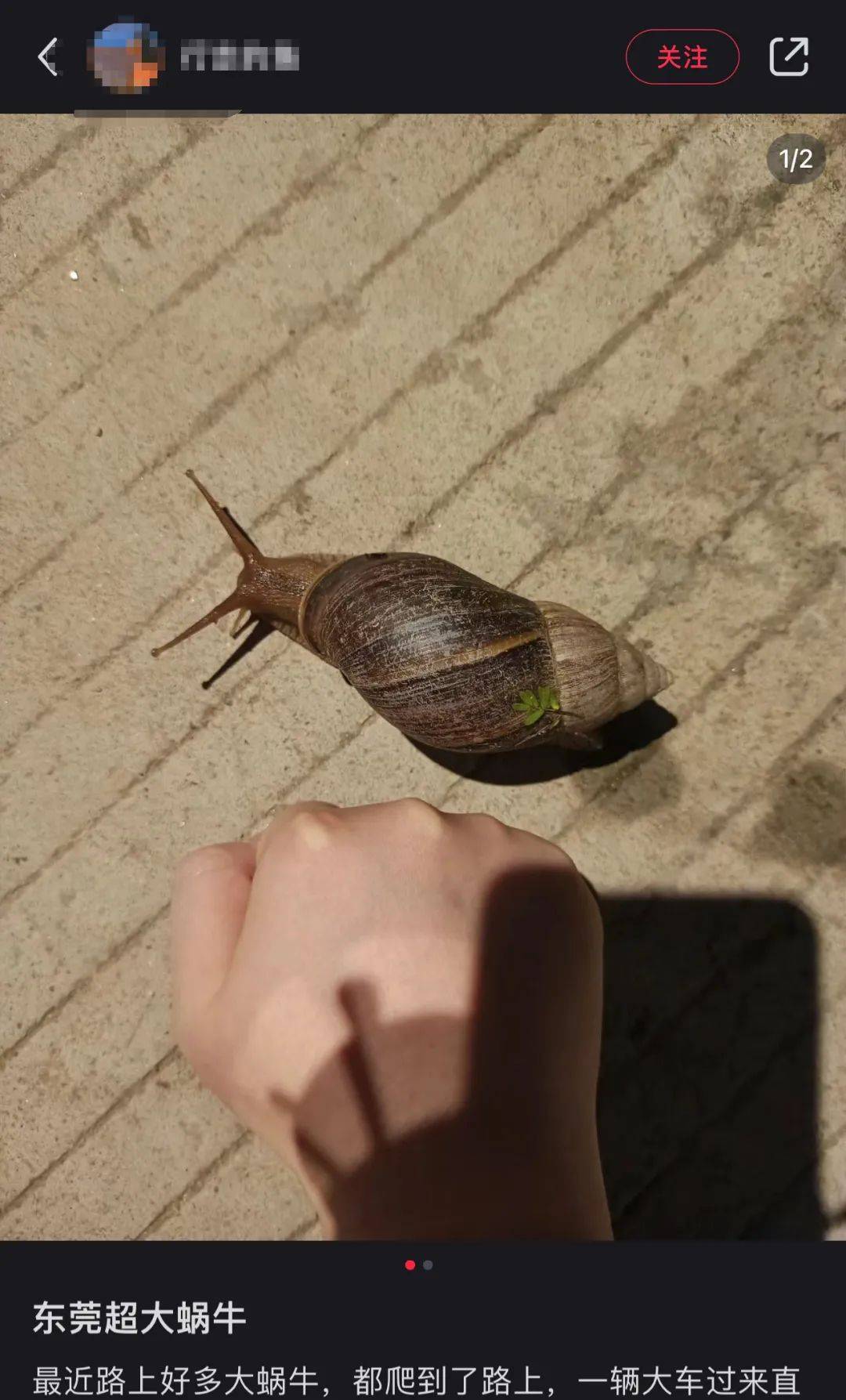 近期高发 阳江人雨后看到这种生物