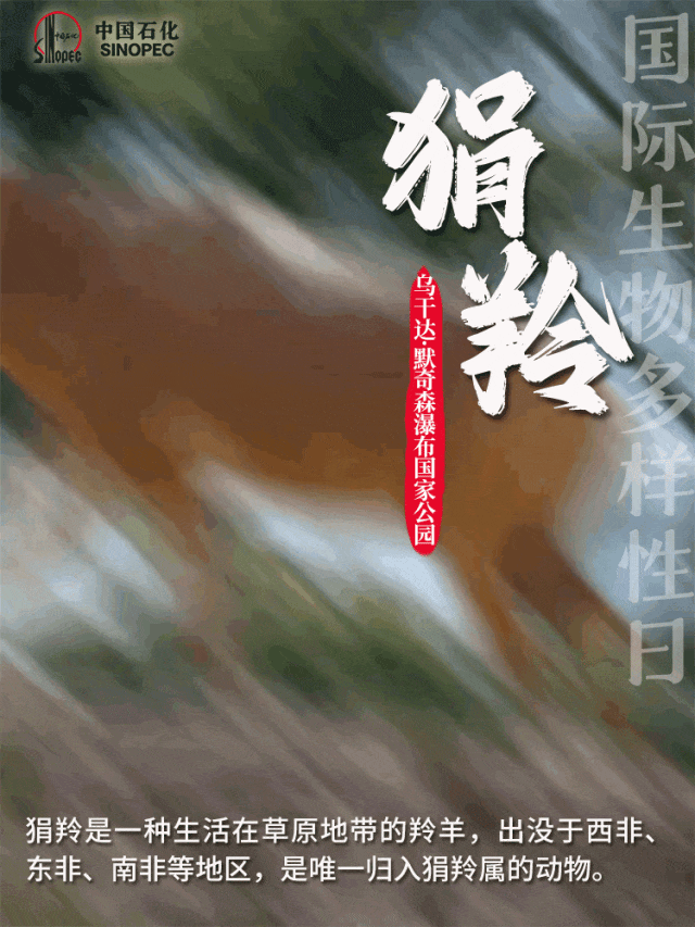 项目部根据施工沿线长颈鹿,羚羊,狮子等野生动物的迁徙路径和活动习性