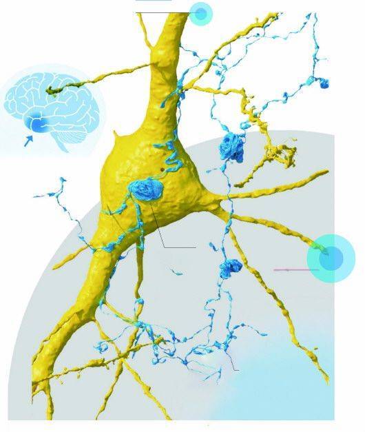 目前仍未知十年磨一迄今最精细人脑三维"地图"亮相整个模型的数据量