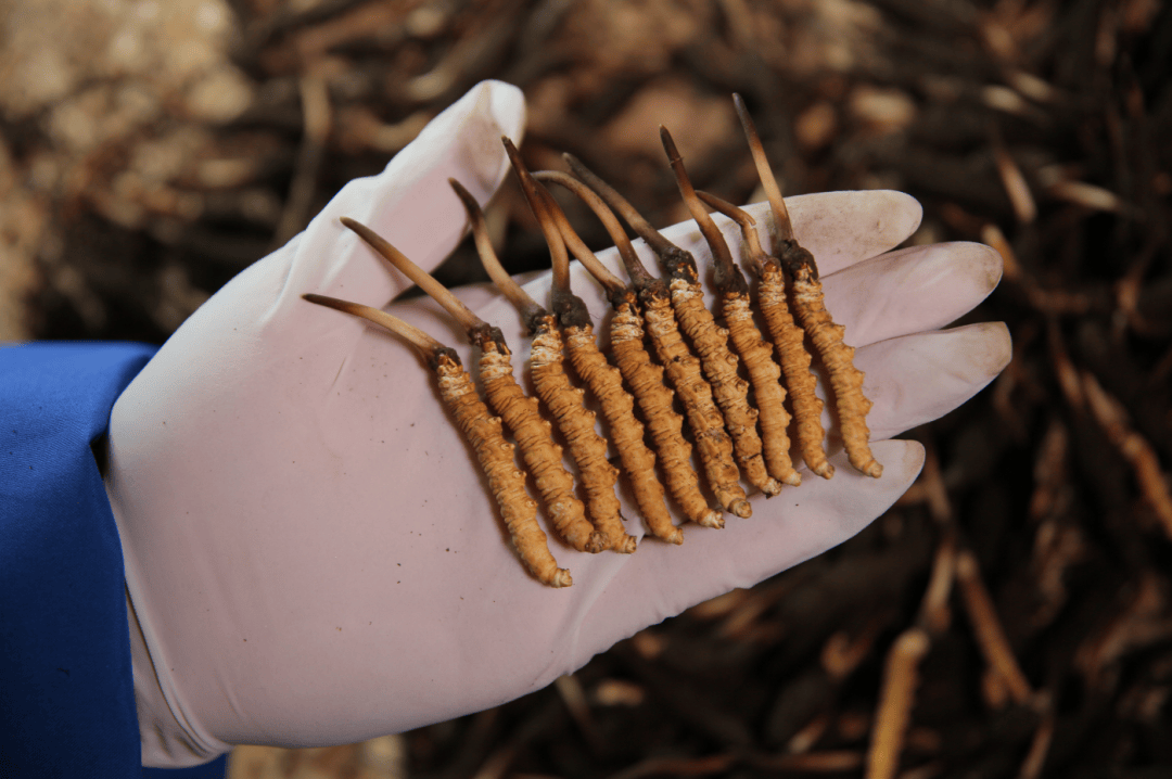 "天价虫草"内幕曝光,事关家人健康,你一定要看看……_冬虫夏草_下单