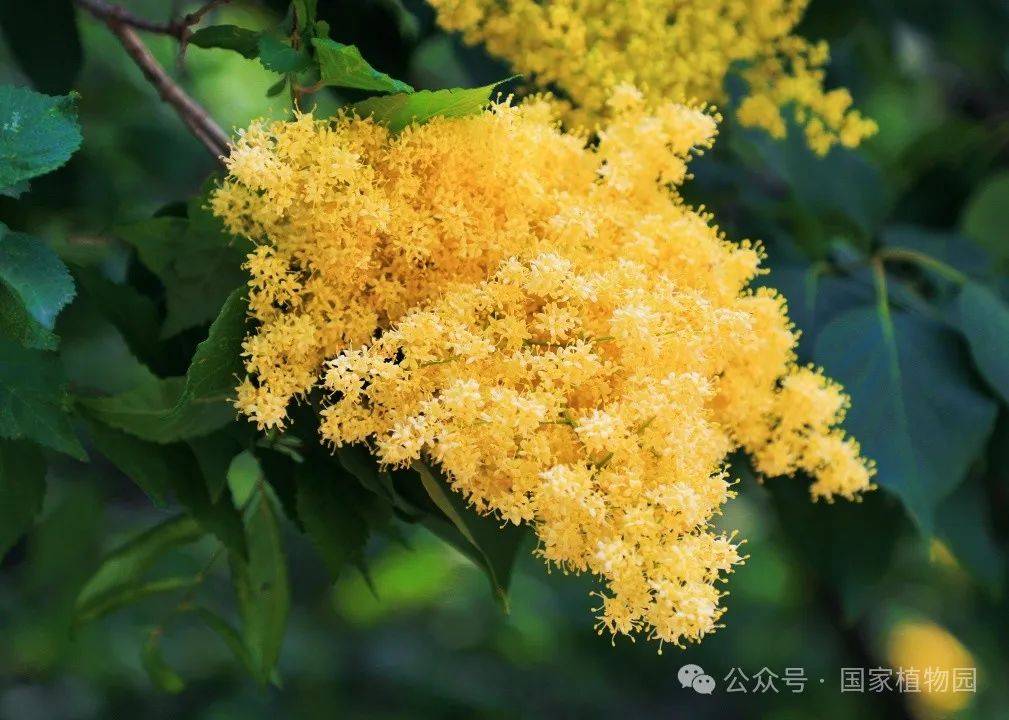 金落枝头 香飘初夏——金园丁香_植物园_进行_北京