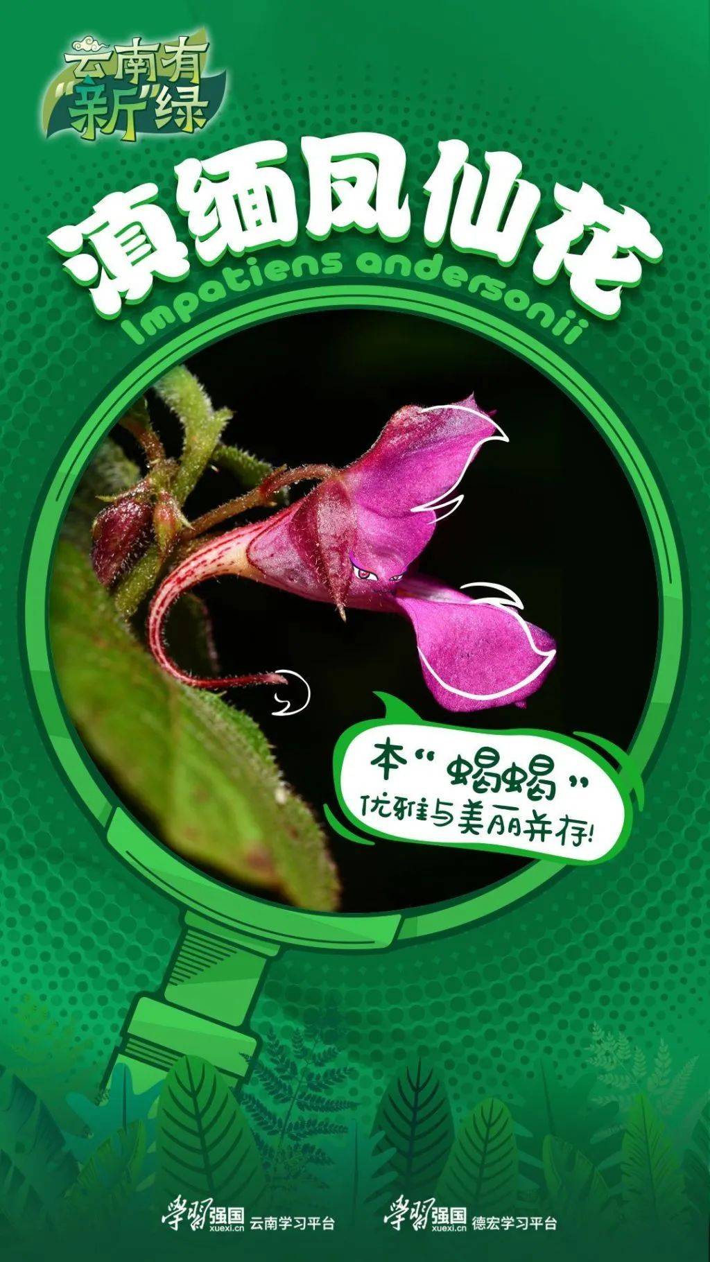 科普昆明丨滇缅凤仙花:本"蝎蝎",优雅与美丽并存!