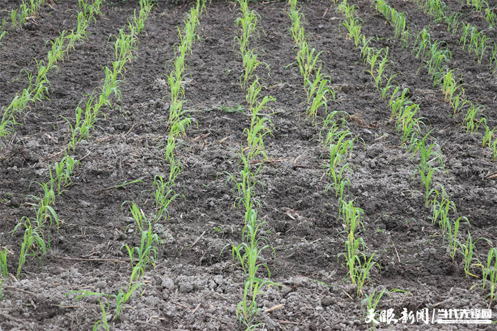 刚移栽下的高粱手中有订单,种地心不慌.