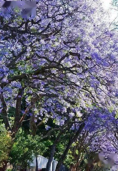 生如夏花,绚丽绽放!