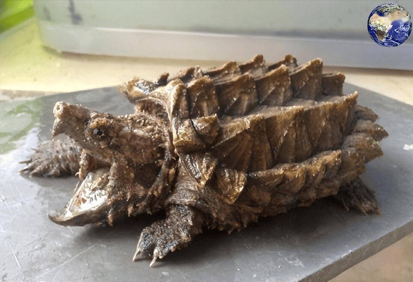 所以art weston和kirk kirkland格外小心,因为他们称了称这只鳄龟有