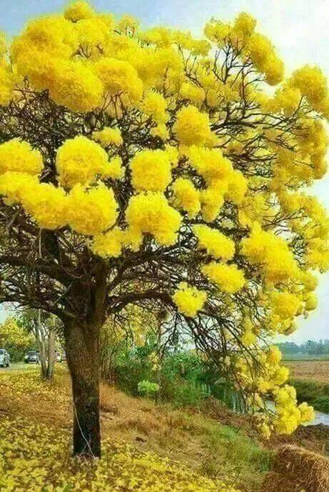 生如夏花,绚丽绽放!