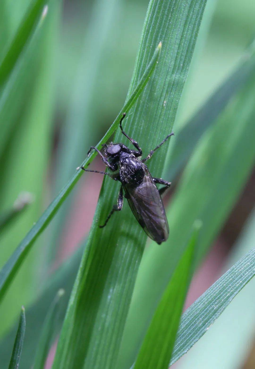 原始林生态的精华它都有!