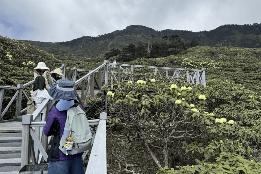 大理苍山洗马潭杜鹃花海"上新"