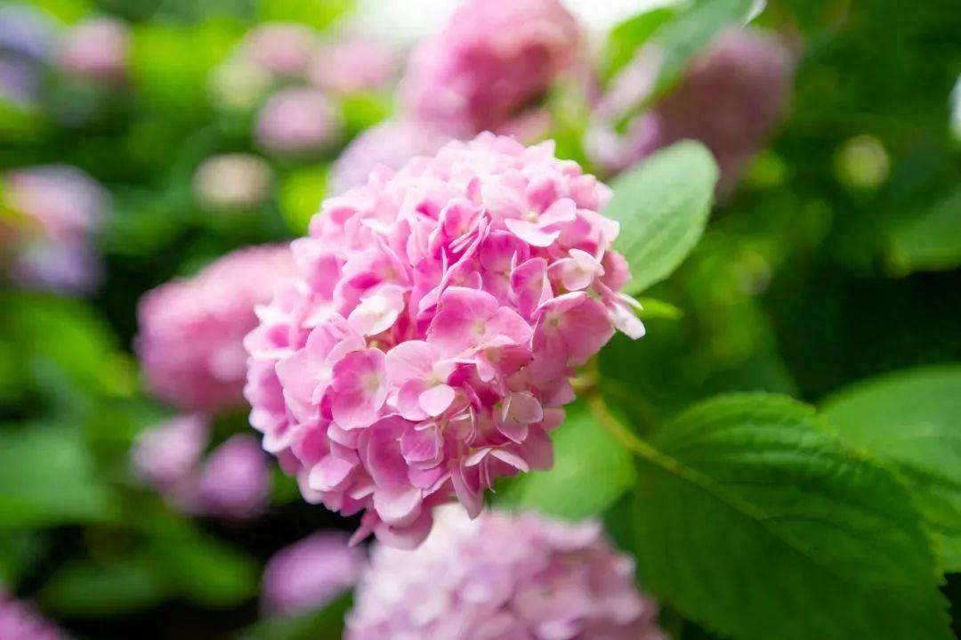 30首初夏诗词,落花生香,一枕梦长,遇见初夏好时光