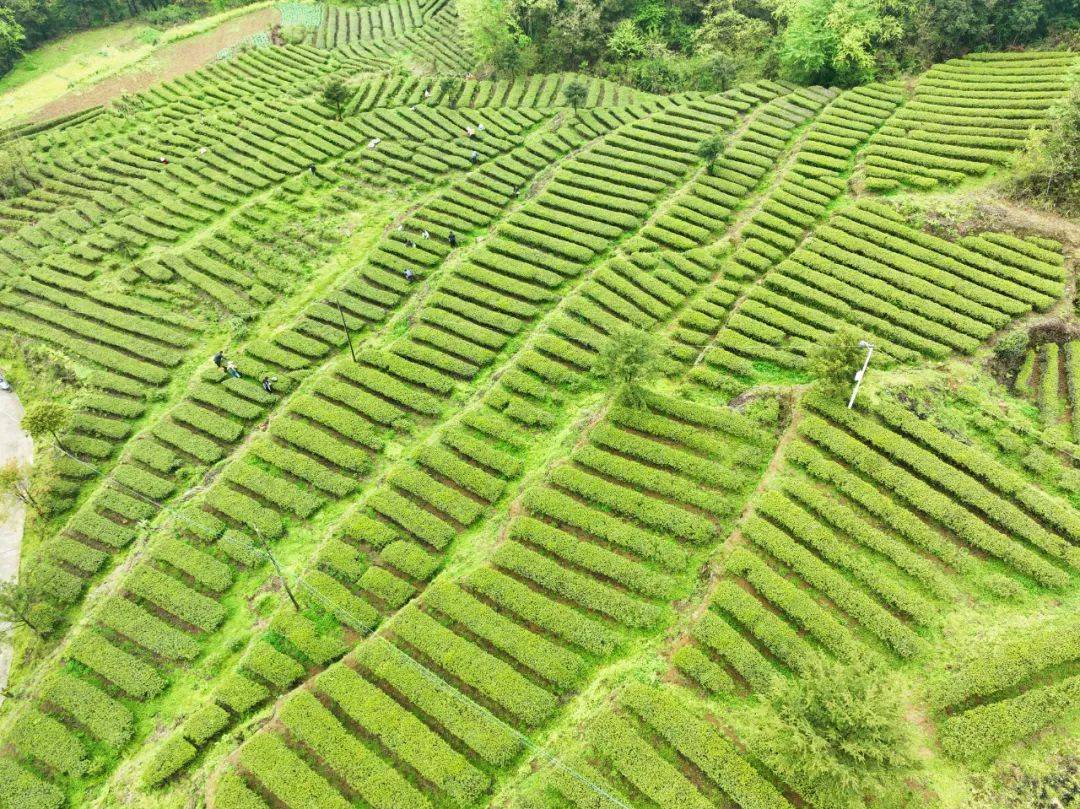 分水镇:研学热加速茶文旅融合