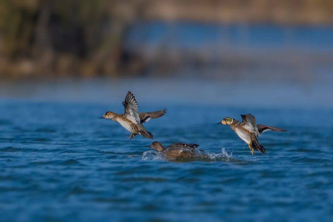 看!南京的3672种"神奇宝贝"