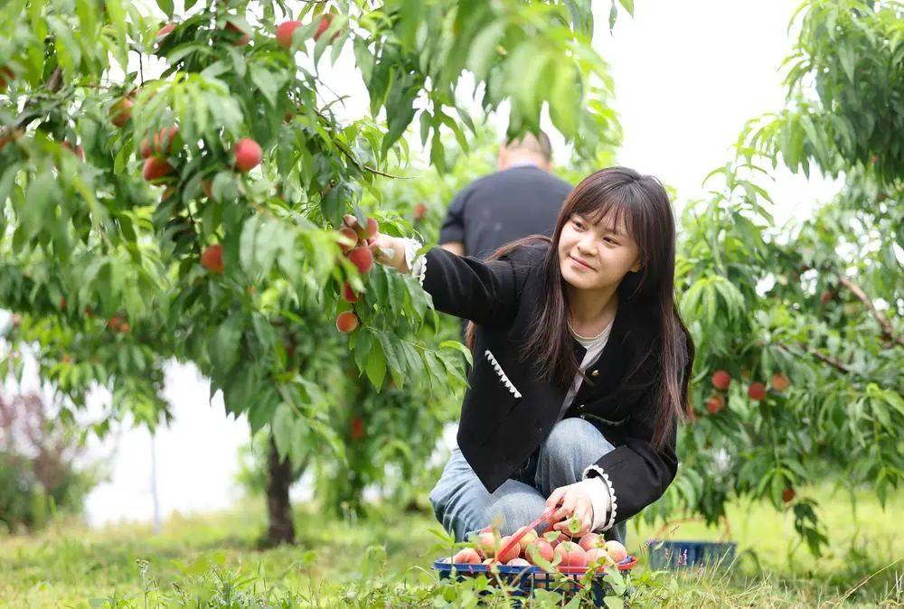 初夏时节,丰城市隍城镇霞庄农场的百亩金银花迎来丰收,当地农户